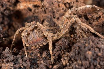 Media type: image; Invertebrate Zoology 138076
